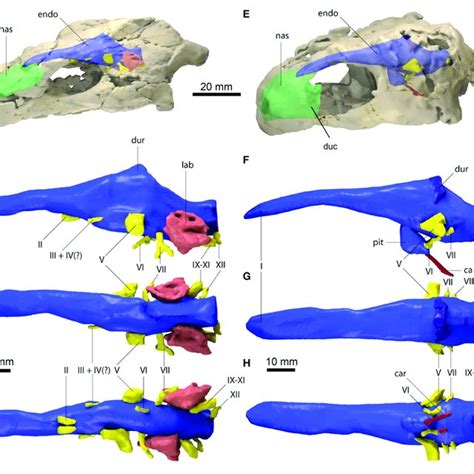 | Two dimensional morphospace plots of brain endocast outlines based on ...