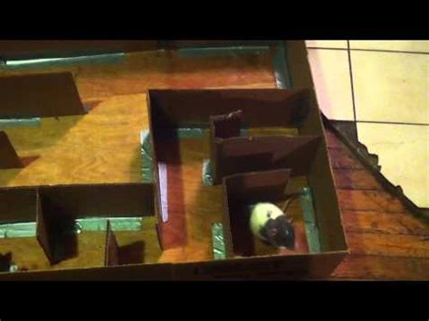 Rat Maze Science Experiment - YouTube