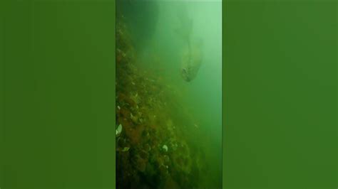 Murky underwater Camera - YouTube