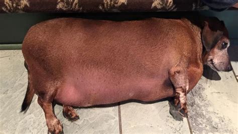 'Fat Vincent' the Dachshund Transformed After Losing More Than Half His ...