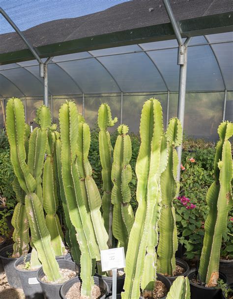 Candelabra Cactus - Euphorbia Ingens — GDNC Nursery