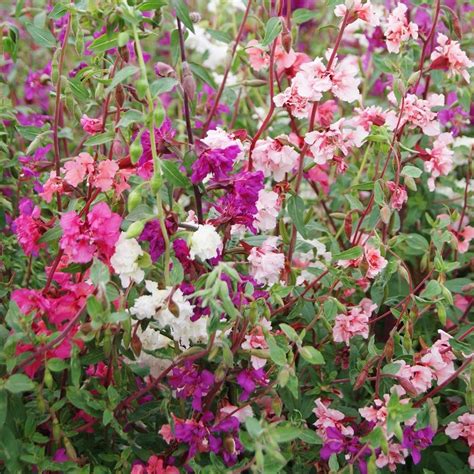 Clarkia Seeds - Mixed Color ClarkiaA native California wildflower ...