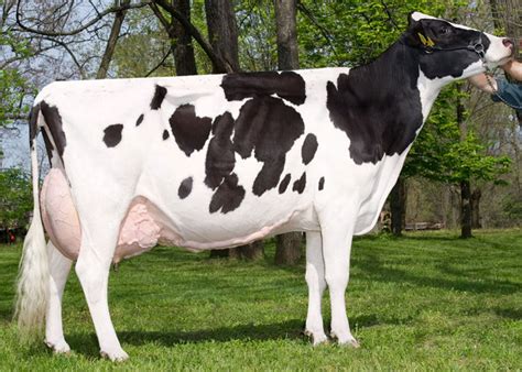 ALE | Holstein Friesians Australian Dairy Cattle | Heifer Exports