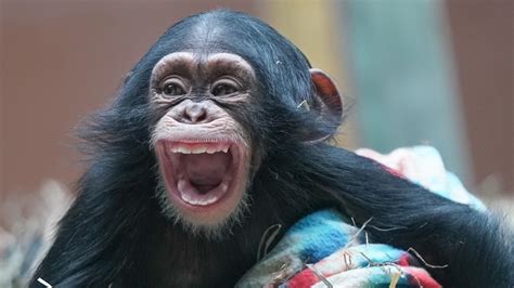 Adorable baby chimpanzee Stevie makes her public debut at Zoo Knoxville ...