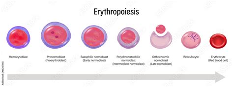 Stages of Erythropoiesis vector. Red blood cell maturation ...