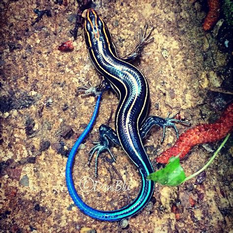 Blue-tailed skink | Lizard, Cartoon lizard, Blue tail