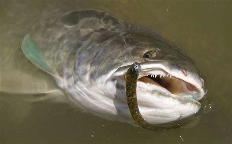 Spring is the best time to catch elusive bowfin