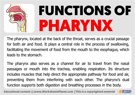 Function of Pharynx