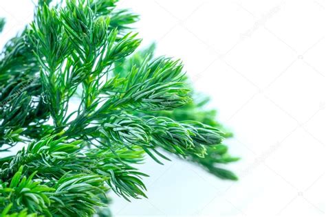 Leaves of pine tree close up — Stock Photo © wasan.9@hotmail.com #82978180