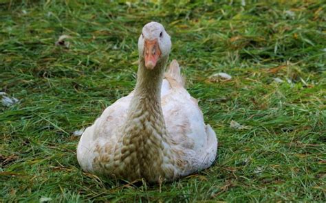 How to Tell if Your Goose Is Sick? - LearnPoultry