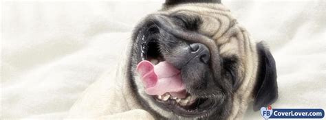 Funny Dog Smile Animals Facebook Cover Maker Fbcoverlover.com