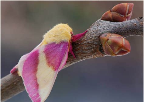 Rosy maple moth: habitat, characteristics and reproduction