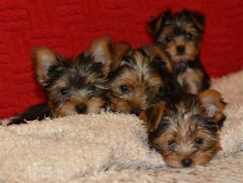 Yorkshire Terrier Puppies For Sale | New York, NY #269696