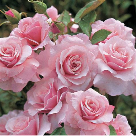 Our Lady of Guadalupe™ Pink Floribunda Rose-- J roses | Roses ...