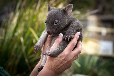 Baby wombat | Awesome Animals | Pinterest