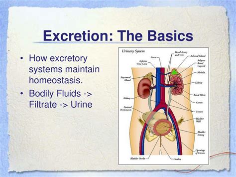 PPT - Osmoregulation and Excretion PowerPoint Presentation, free ...