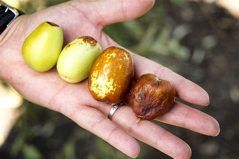 Jujube Cake Recipe: A Rancho La Puerta Favorite - Rancho La Puerta