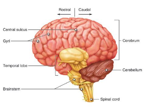 Brain Midsagittal View Unlabeled