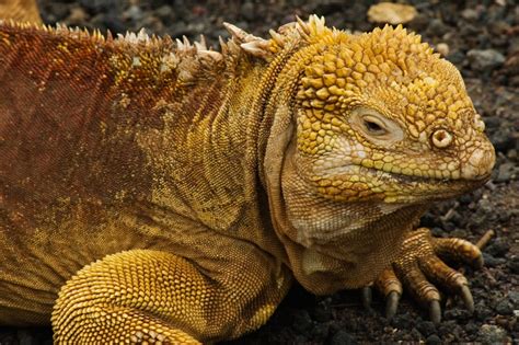 Galapagos land iguana (Conolophus subcristatus) | Natural Creations