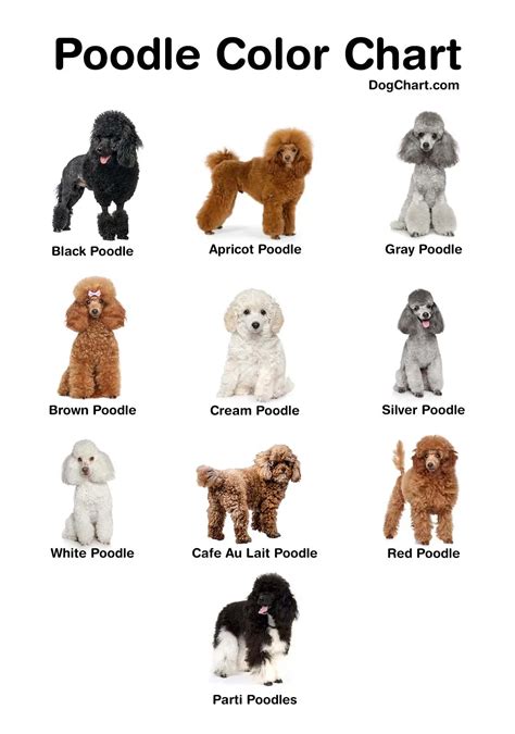 Poodle Color Chart: Common and Rarest Breeding Colors