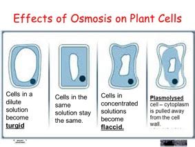 Osmosis In Plants