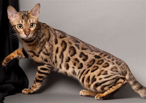 Bengal Cat One of The World’s Most Expensive Cat – InspirationSeek.com