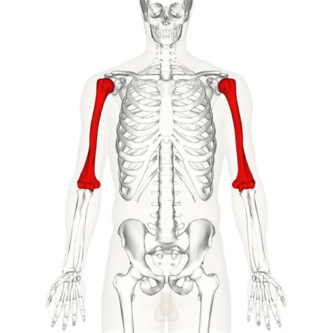 File:Humerus - anterior view.png - Wikipedia