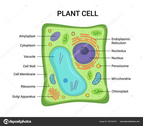 Vector Illustration Plant Cell Anatomy Structure Infographic Nucleus ...