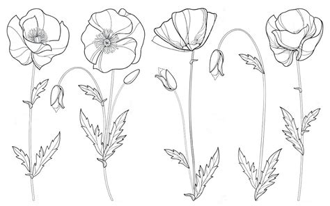 22+ Poppy Outline Printable - Free Coloring Pages