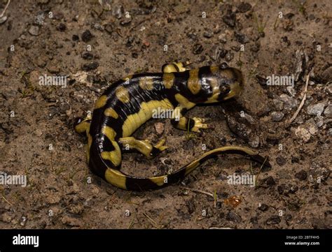 Adult male Barred Tiger Salamander / Arizona Tiger Salamander ...