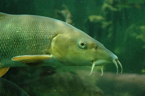 The Barbel: habitat, characteristics and curiosities