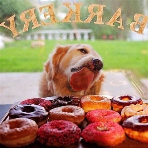 Here Are 10 Dogs Looking Goofy While Eating - Life With Dogs