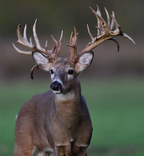 Characteristics of Whitetail Deer Antlers | Mossy Oak Gamekeeper