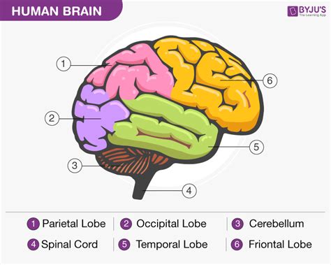 Human Brain and Its Function