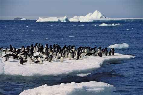 Adélie penguin | Description, Habitat, & Facts | Britannica