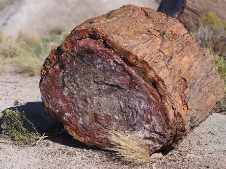 250 Petrified forest Stock Pictures, Editorial Images and Stock Photos ...