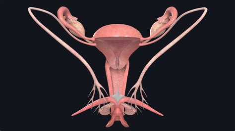 Female Reproductive System 3d - splashstory