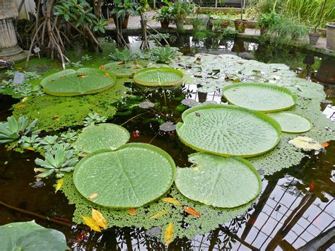 University of Copenhagen Botanical Garden | Broke Tourist