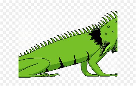 green iguana - Clip Art Library