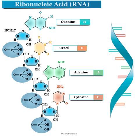 Ribonucleic acid - An essential intermediate – faCellitate