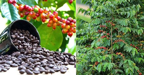 Do Coffee Beans grow on Trees? | Balcony Garden Web