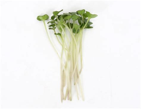 Kale Seeds - Grow Time