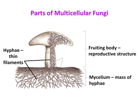 Structure Of Fungi - SEONegativo.com