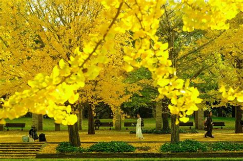 Fall Colors in Japan: Best Autumn Leaves Destinations To Visit