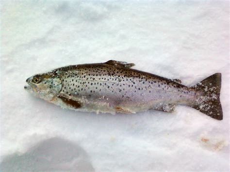 Atlantic Salmon Identification