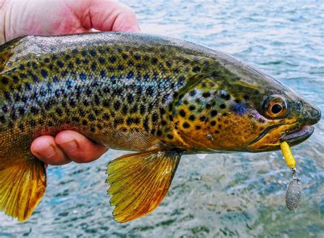 2023'S Best Rooster Tail: Lure Trout Like A Pro With These Top Fishing ...