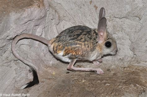 Jerboa - AMAZING ADAPTATIONS