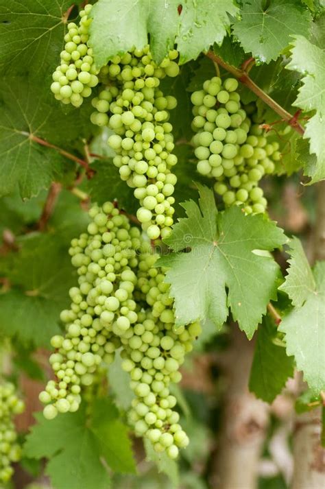 Green grapes on vine stock image. Image of beauty, grape - 32292633