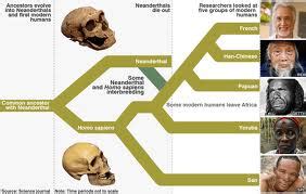 Biology II : Neanderthals: Subspecies or Separate Species Than Humans?