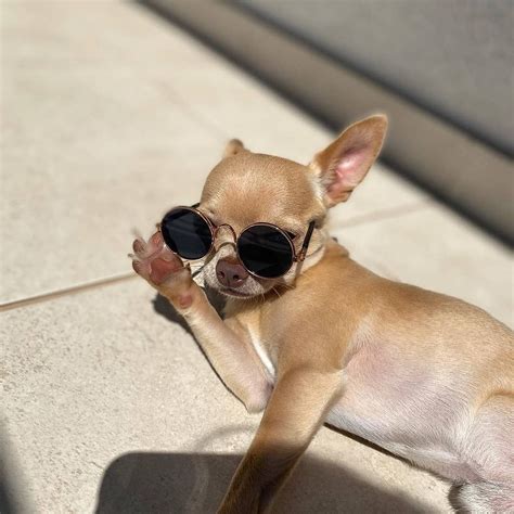 chihuahua on Instagram: “A sunyday 😎☀ . . Follow 👉@chihuahua_loverig ...